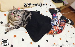 Illustration for article titled Meet China's Next Cat Celebrity